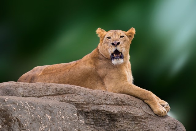 From Lions to Penguins: Exploring the Best Destinations for Wildlife Spotting