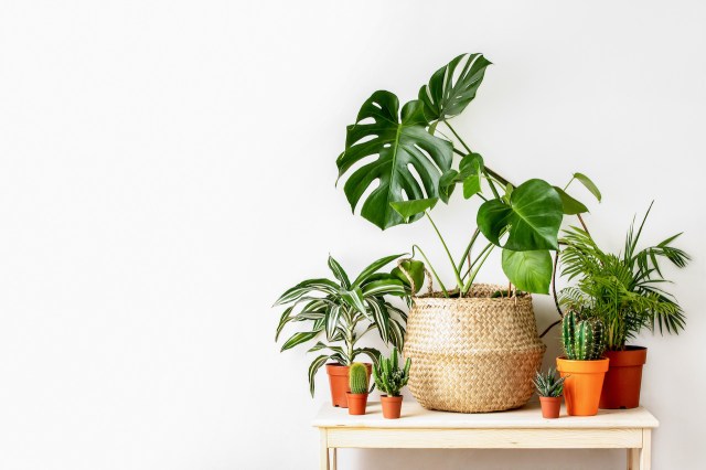 How to Care for Beginner-Friendly Indoor Plants: A Step-by-Step Guide