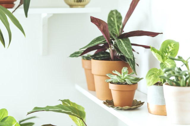 How to Care for Beginner-Friendly Indoor Plants: A Step-by-Step Guide